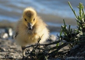 Curious Cutie