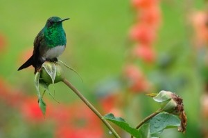 Boquete - Snowy-bellied Hummingbird