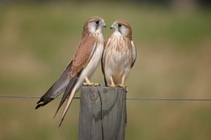 Nankeen Kestrel, size comparison